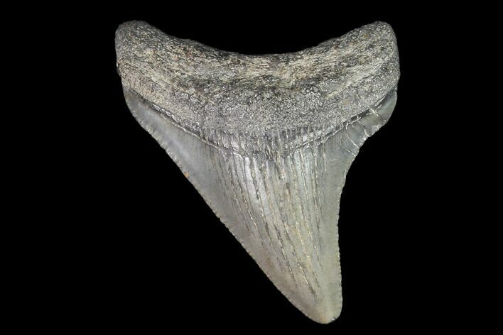 Juvenile Megalodon Tooth - Georgia #101392